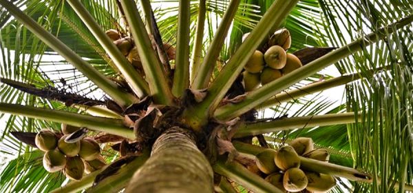 strom kokosová palma