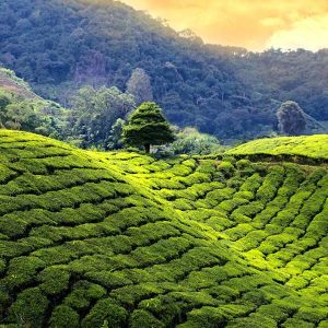 Čierny čaj Darjeeling BIO pestovanie Sonnentor