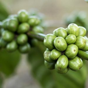 Zelená káva Nicaragua BIO