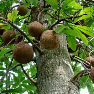 Para orechy, Brazil nut, strom