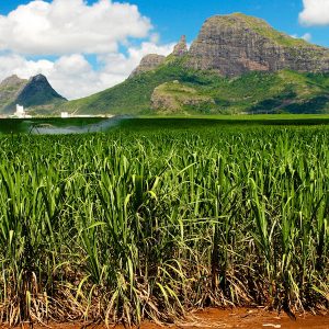 Cukrová trstina pestovanie na ostrove Mauritius