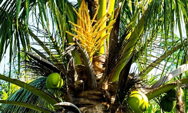 Kokosová palma kvety a plody