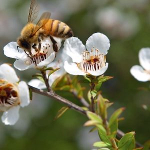 Manuka krík detail včela