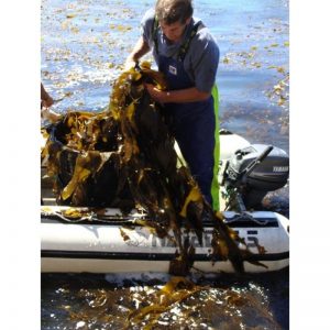 Morské riasy Kelp zber BIO Green Bay