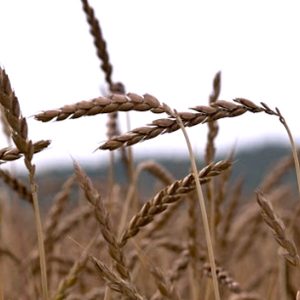 Pšenica špalda klas, pestovanie