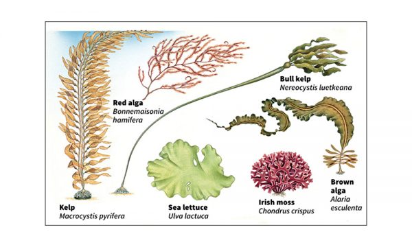 Morské riasy druhy