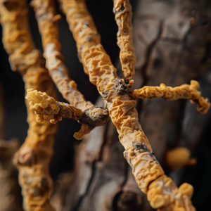 Cordyceps sinensis huba