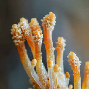 Cordyceps sinensis sušená huba